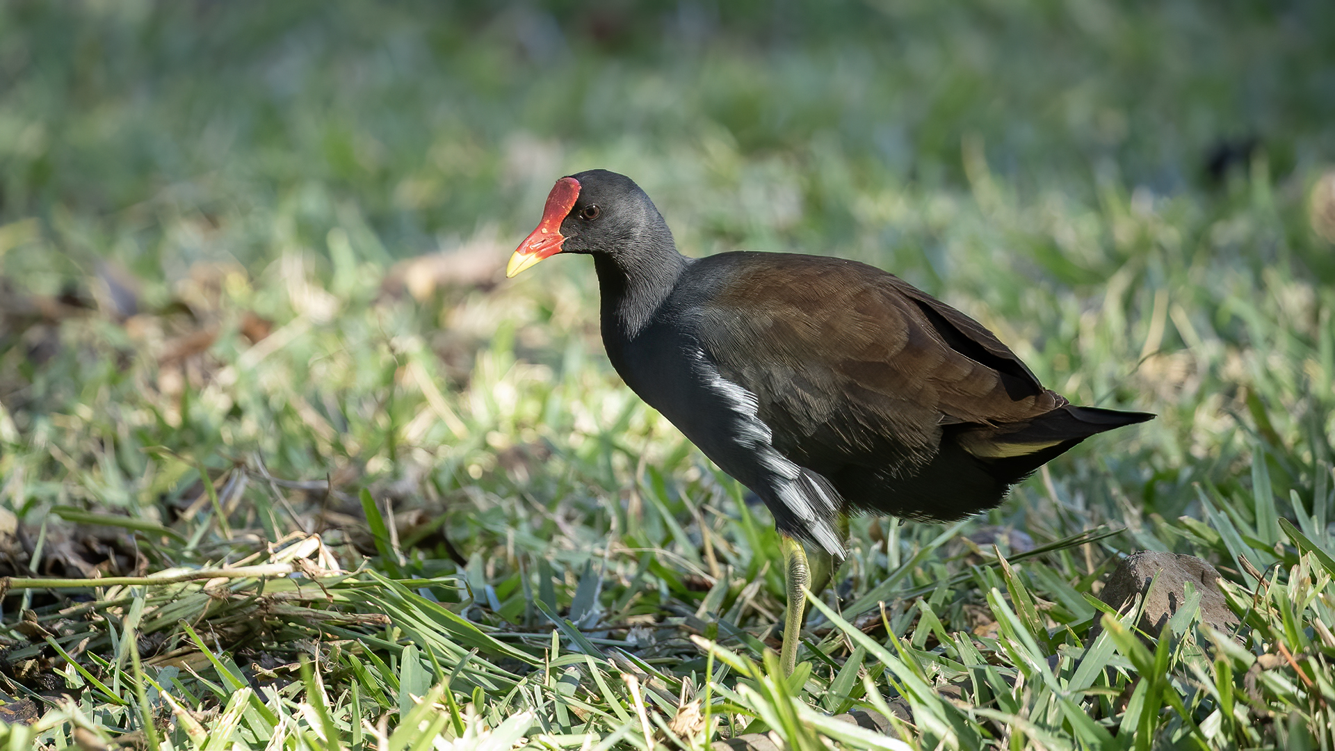 Eurasian Moorhen